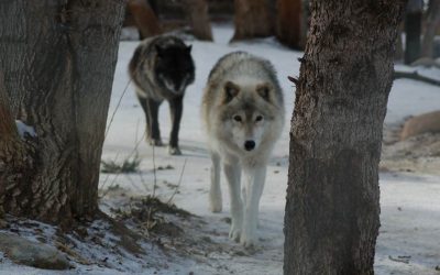 Two Wolves: A Parable on the Care and Feeding of the Hopeful Mindset