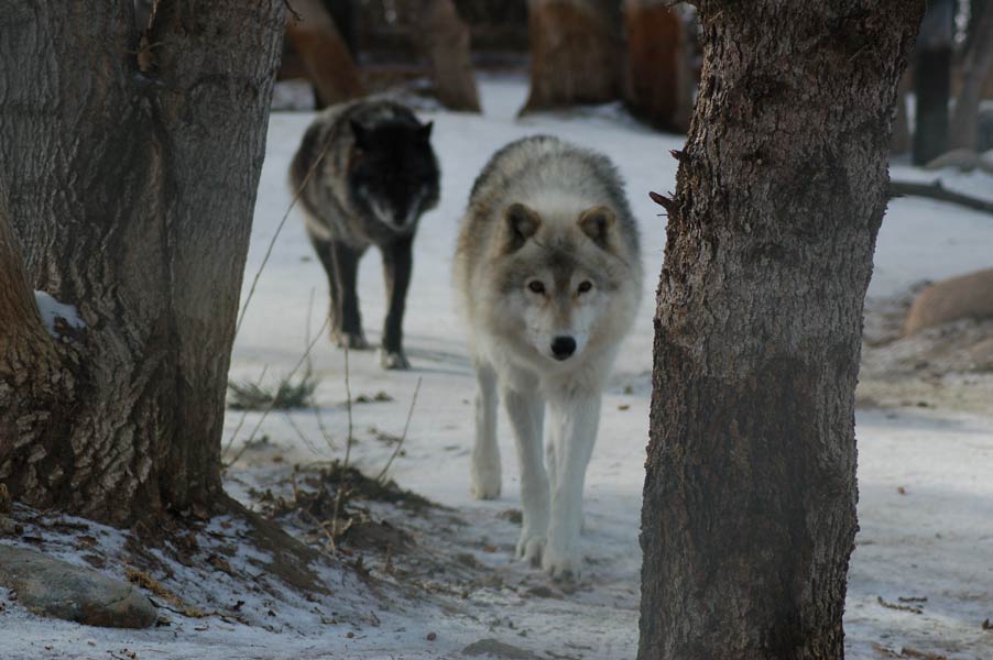 Two Wolves: A Parable on the Care and Feeding of the Hopeful Mindset